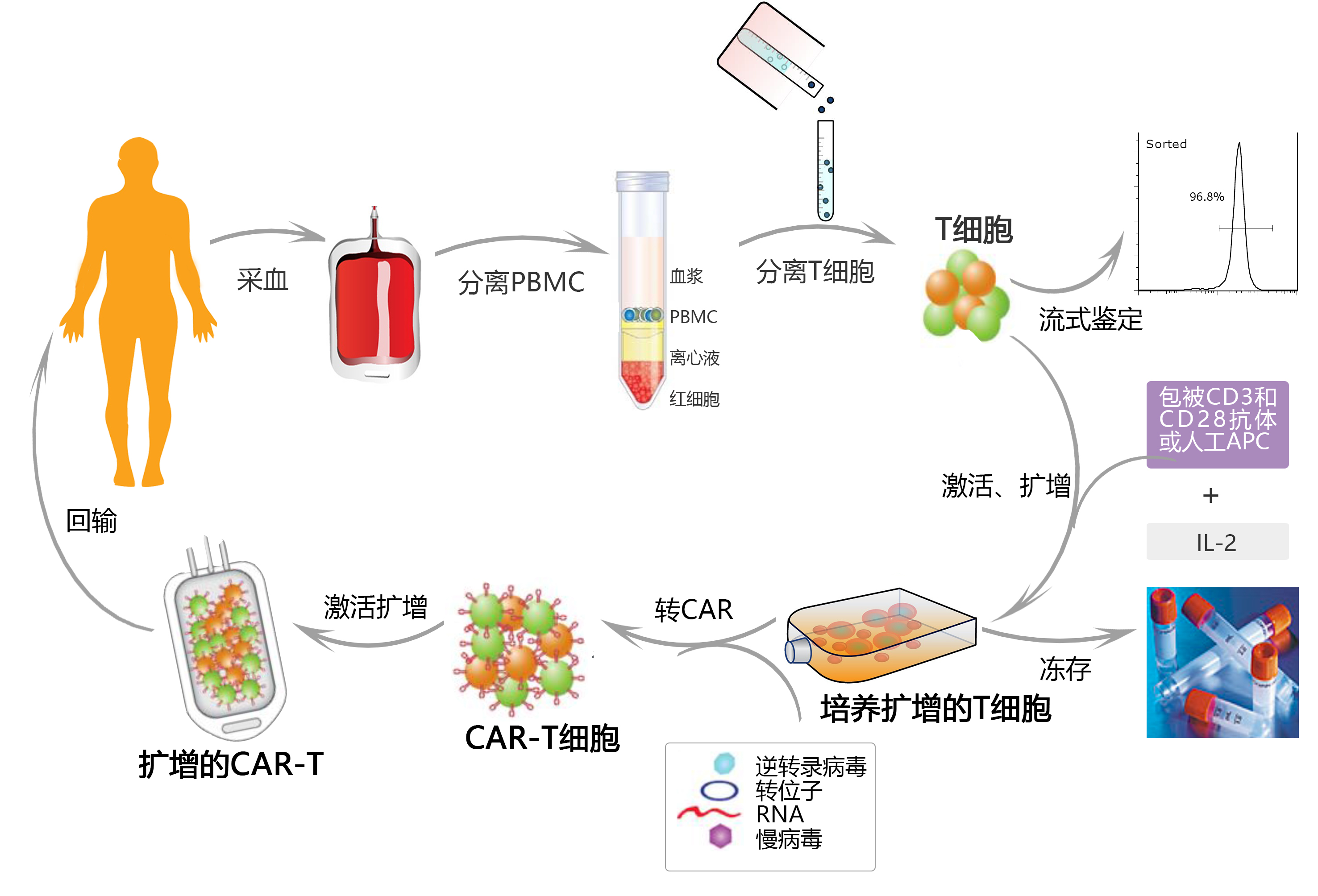 T细胞研究流程.jpg